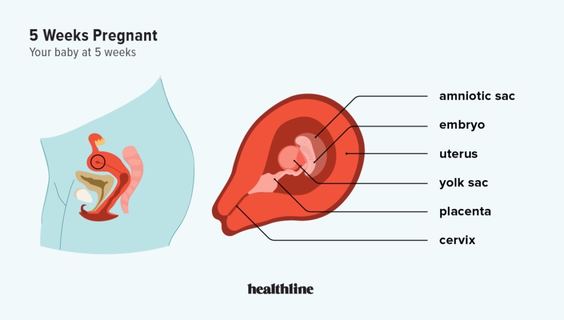 هفته پنجم بارداری